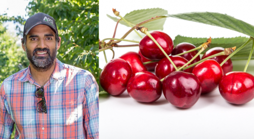 After a disastrous 2024, cherry, apple and wine grape crops all looking good this year