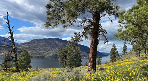 Okanagan's snowpack down 15% from early April